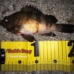 メバルシーズン