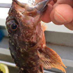 ショート便で嬉しい?ゲスト