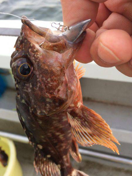 ショート便で嬉しい?ゲスト