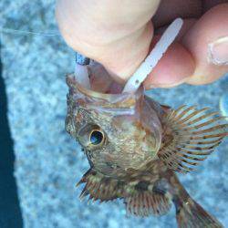 淡路島で、メバリング