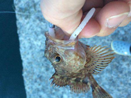 淡路島で、メバリング