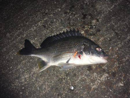 ムッシュ崇之のサーベリング後ガシリング