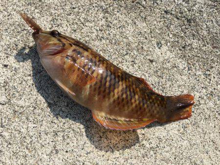 ロックフィッシュ