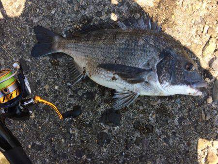 嫌いやわ   エイ