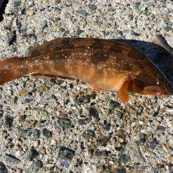 根魚 ばんざい！