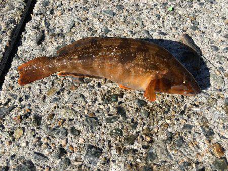 根魚 ばんざい！