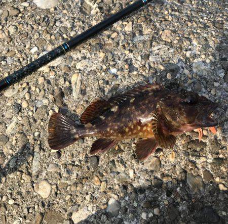 メバル・ガシラ