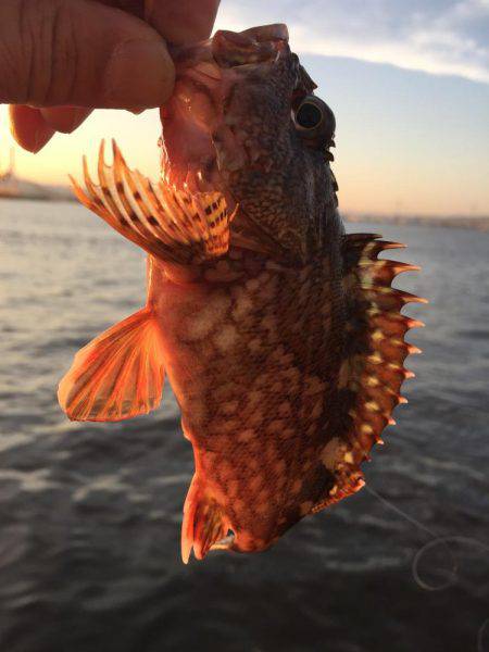 チニングに挑戦してますが