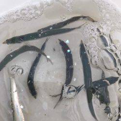 カワハギ、カタクチワシ