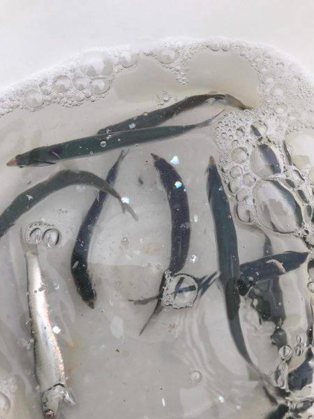 カワハギ、カタクチワシ