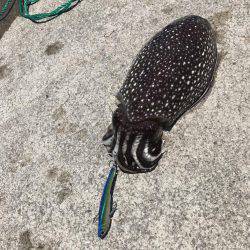 ジクでシリアケイカ