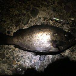 アジからメバル