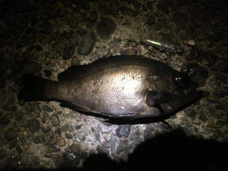 アジからメバル