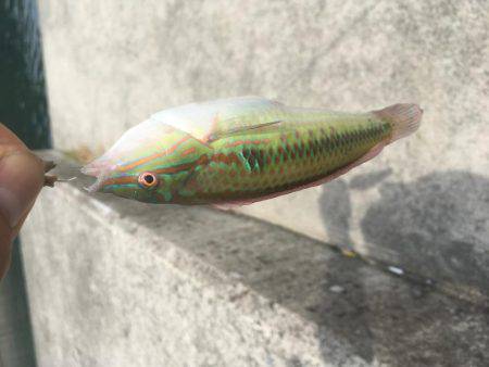 保険のキス釣り