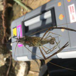 ちょっとだけテナガエビ