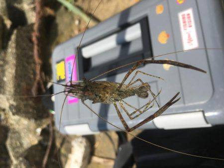 ちょっとだけテナガエビ