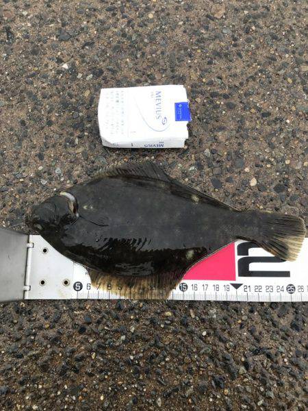 そろそろアジの季節かな！！