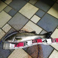 青海南シーバスチャレンジ！新記録ラッシュ！