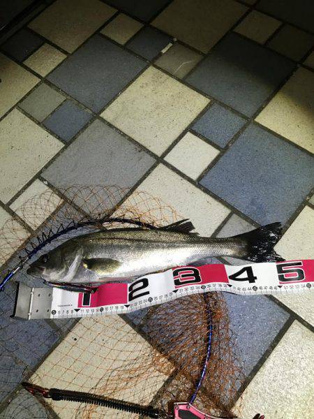 青海南シーバスチャレンジ！新記録ラッシュ！