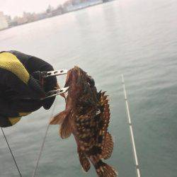 江尻埠頭 イワシとカサゴ