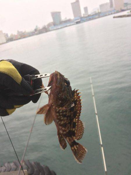 江尻埠頭 イワシとカサゴ