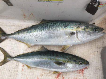 ブリと言いたい！