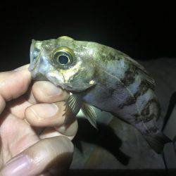 小潮ド干潮で撃沈