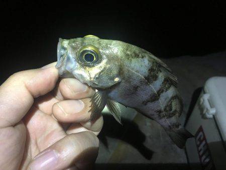 小潮ド干潮で撃沈