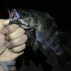 リベンジ釣行っ