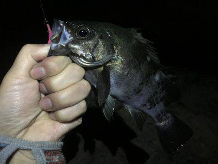 リベンジ釣行っ