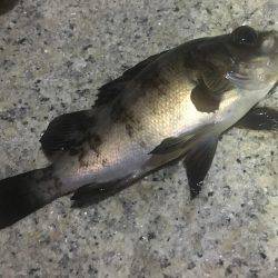 潮のタイミング合いません。。。