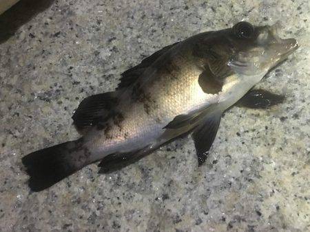 潮のタイミング合いません。。。