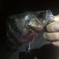 小潮のド干潮…岩屋経由育波行き