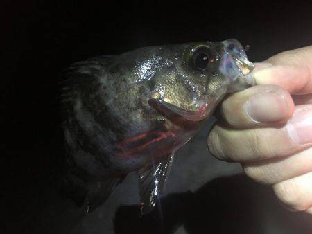 小潮のド干潮…岩屋経由育波行き