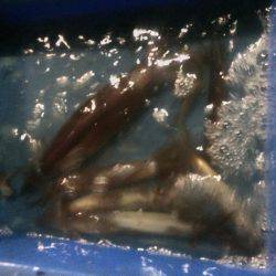 小浜港松福丸でムギイカ釣り