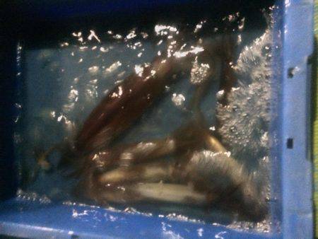 小浜港松福丸でムギイカ釣り