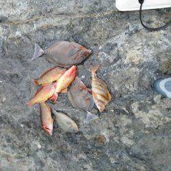 グレ厳しかった・・バラシ・・・