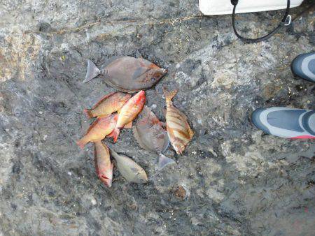 グレ厳しかった・・バラシ・・・