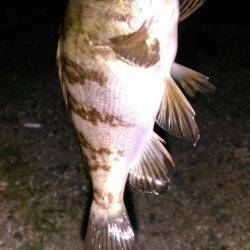泉佐野コンビナート湾奥