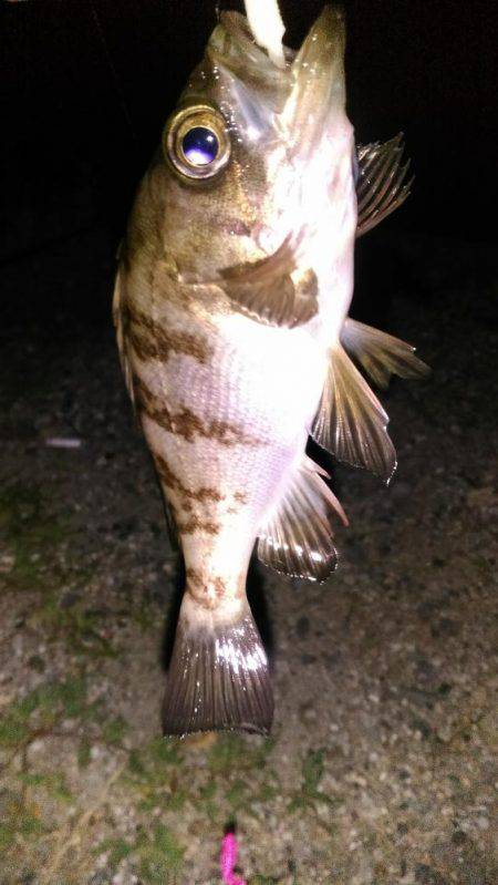 泉佐野コンビナート湾奥