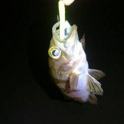 まだまだ楽しめる