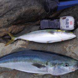 ハマチ・メジロ祭り