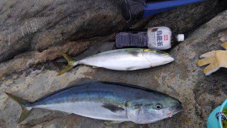 ハマチ・メジロ祭り