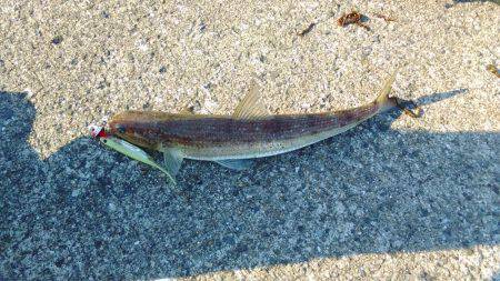 チニングに行ったのですがエイ、鯉、鮒の猛攻…