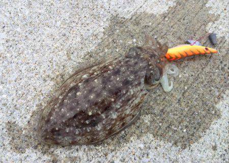 コウイカエギング