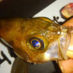 アジホゲてメバリング