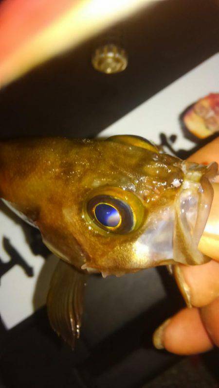 アジホゲてメバリング