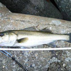 今シーズン初朝練