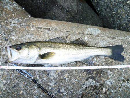 今シーズン初朝練