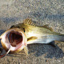 5時半ダッシュ勝平